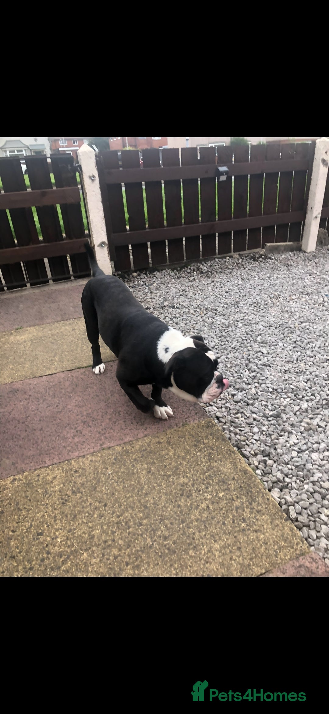 Dorset Olde Tyme Bulldogge dogs Olde tyme english bulldogs - Advert 1