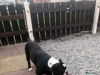 Dorset Olde Tyme Bulldogge dogs Olde tyme english bulldogs - Advert 1