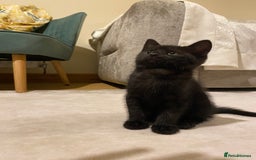 Mixed Breed cats for sale: Four gorgeous kittens  - Image 6