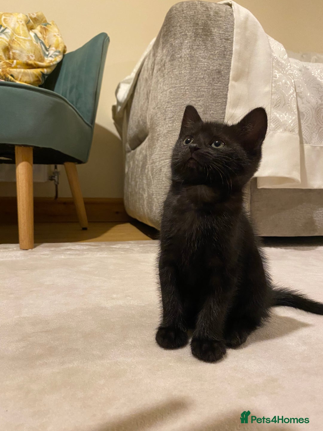 Mixed Breed cats for sale: Four gorgeous kittens  - Image 6