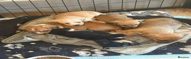 Mixed Breed Puppy 1