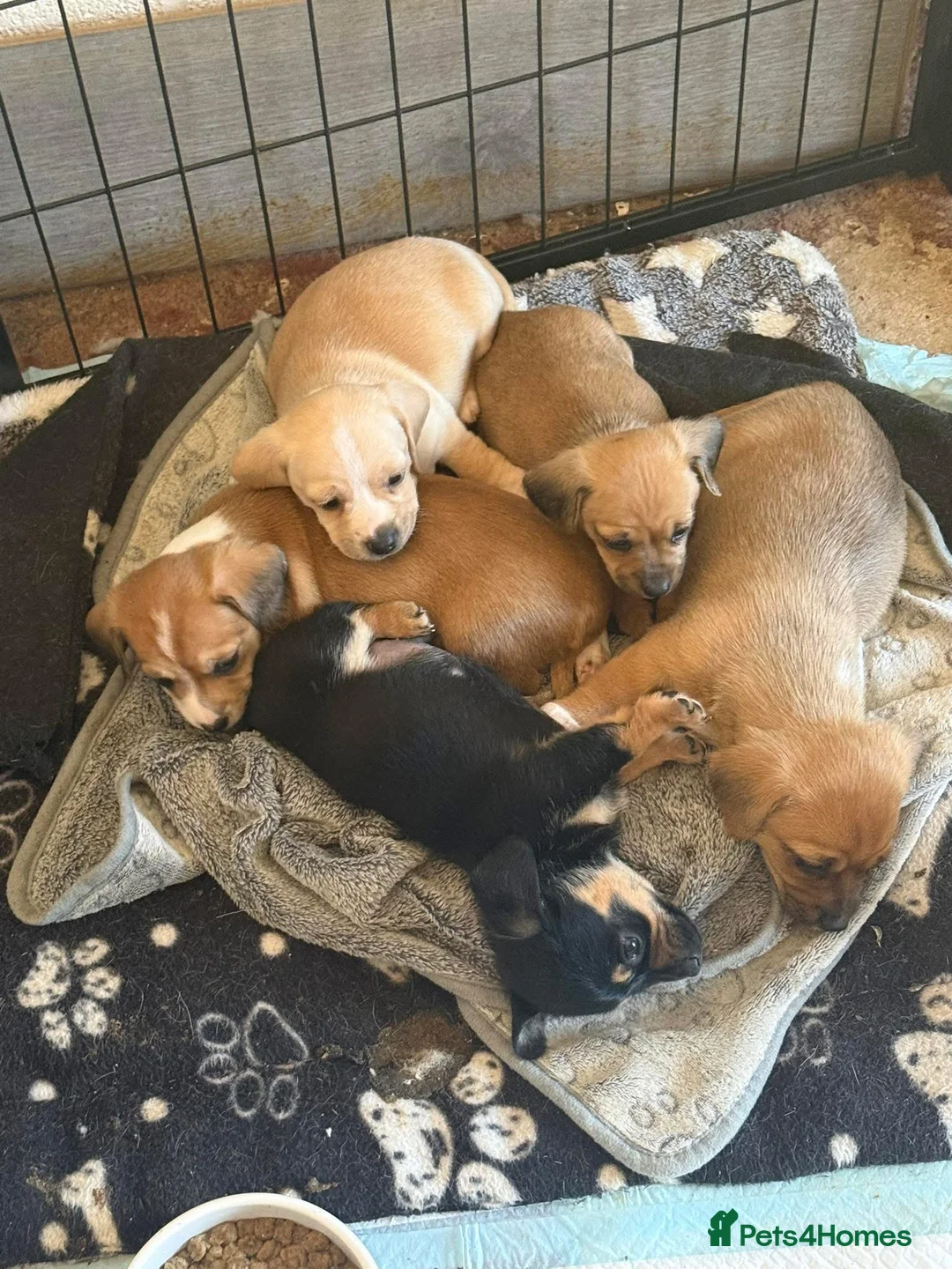 Mixed Breed dogs for sale: Miniature dachshund X puppies  - Advert 1