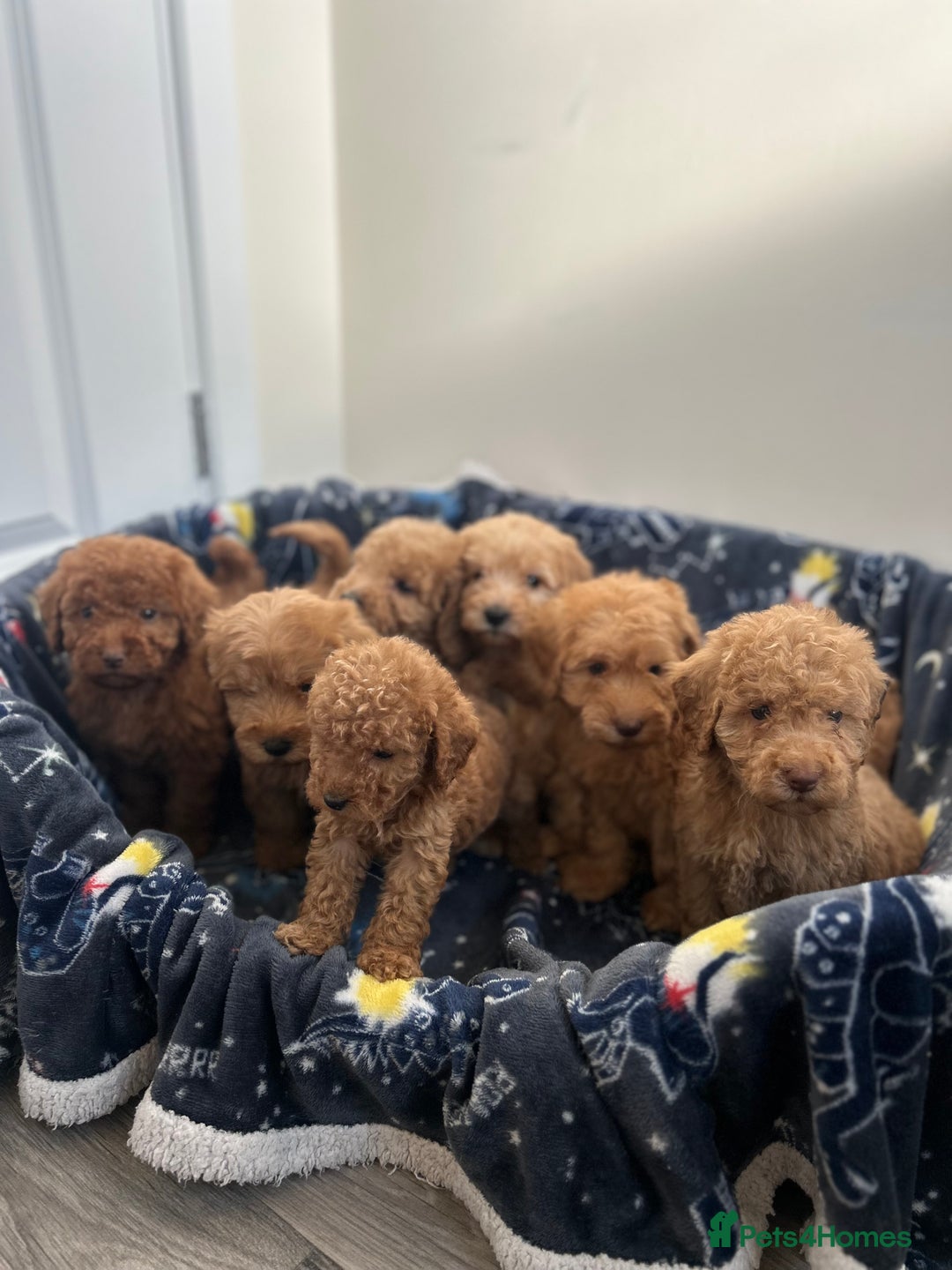 Cockapoo dogs for sale: 8 weeks old beautiful Cockapoo puppies  - Image 19