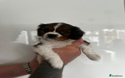 Cavalier King Charles Spaniel dogs for sale: 5 beautiful cavalier King Charles spaniel puppies - Image 21