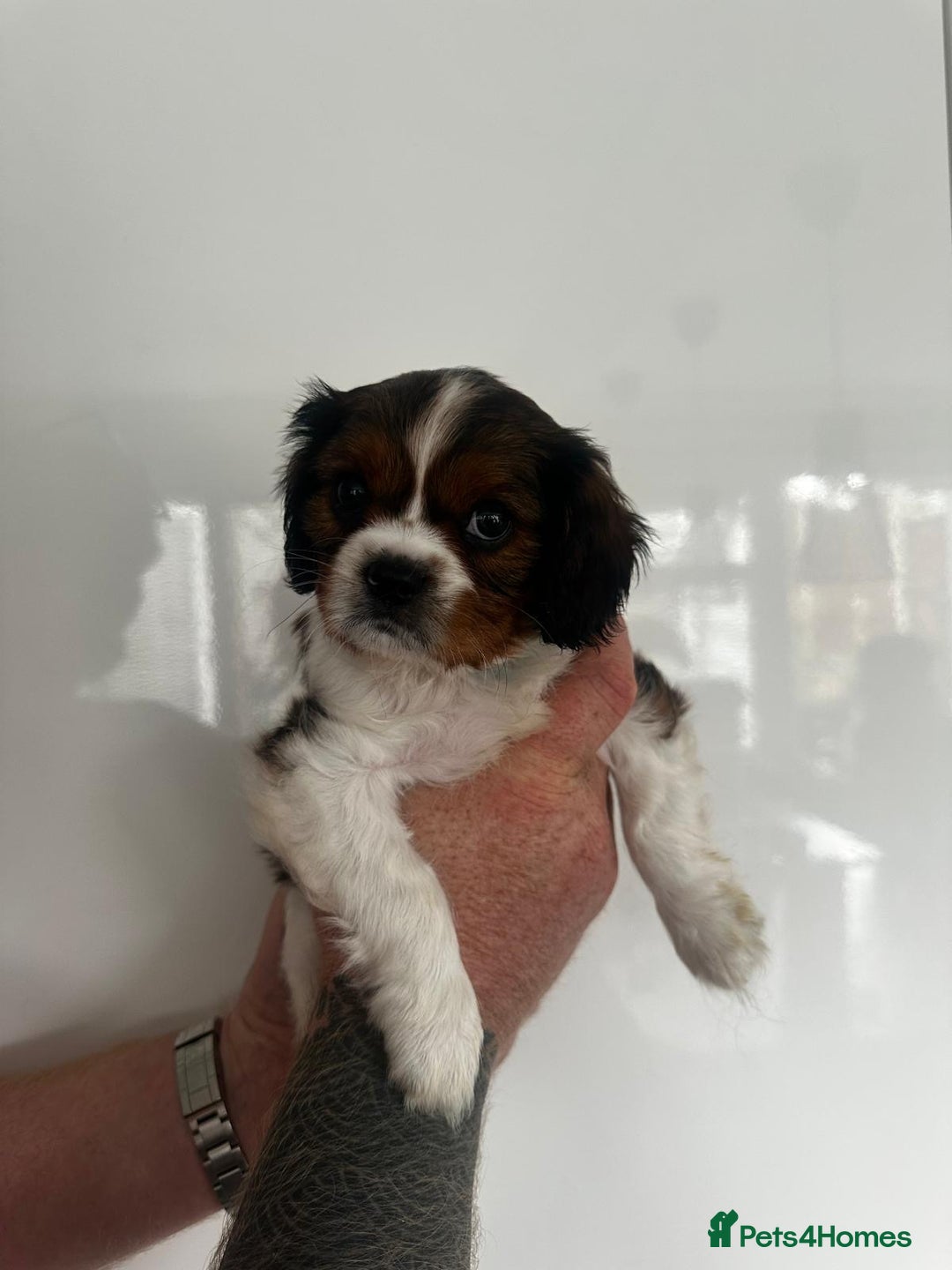Cavalier King Charles Spaniel dogs for sale: 5 beautiful cavalier King Charles spaniel puppies - Image 21
