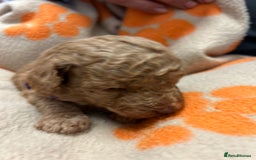 Miniature Poodle dogs for sale: Miniture poodles - READY TO LEAVE!!   - Image 26