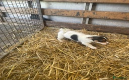 Jack Russell dogs for sale: Jack Russell puppies - Image 3