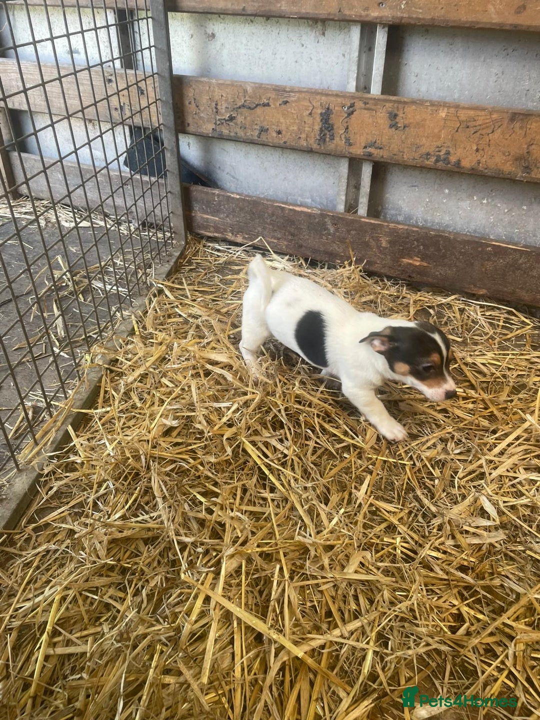 Jack Russell dogs for sale: Jack Russell puppies - Image 3
