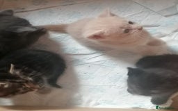 Mixed Breed cats for sale: Absolutely Gorgeous, Affectionate,playful kittens  - Image 20
