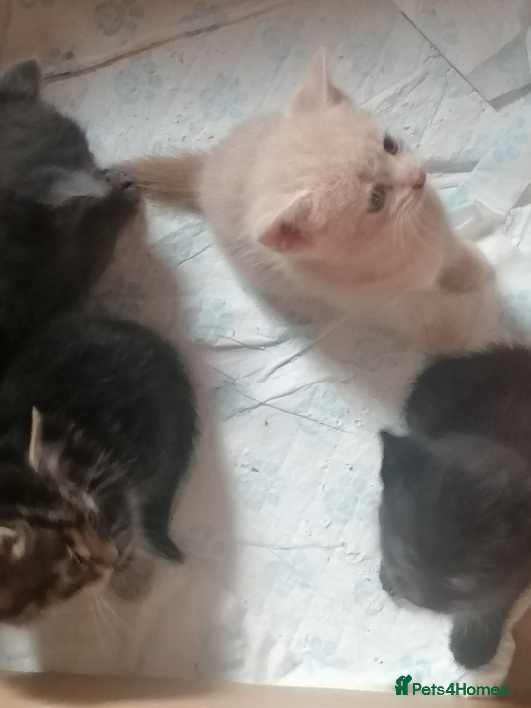 Mixed Breed cats for sale: Absolutely Gorgeous, Affectionate,playful kittens  - Image 20