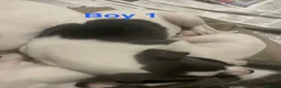 Whippet dogs for sale: Blue and white whippet puppies  in March - Advert 4