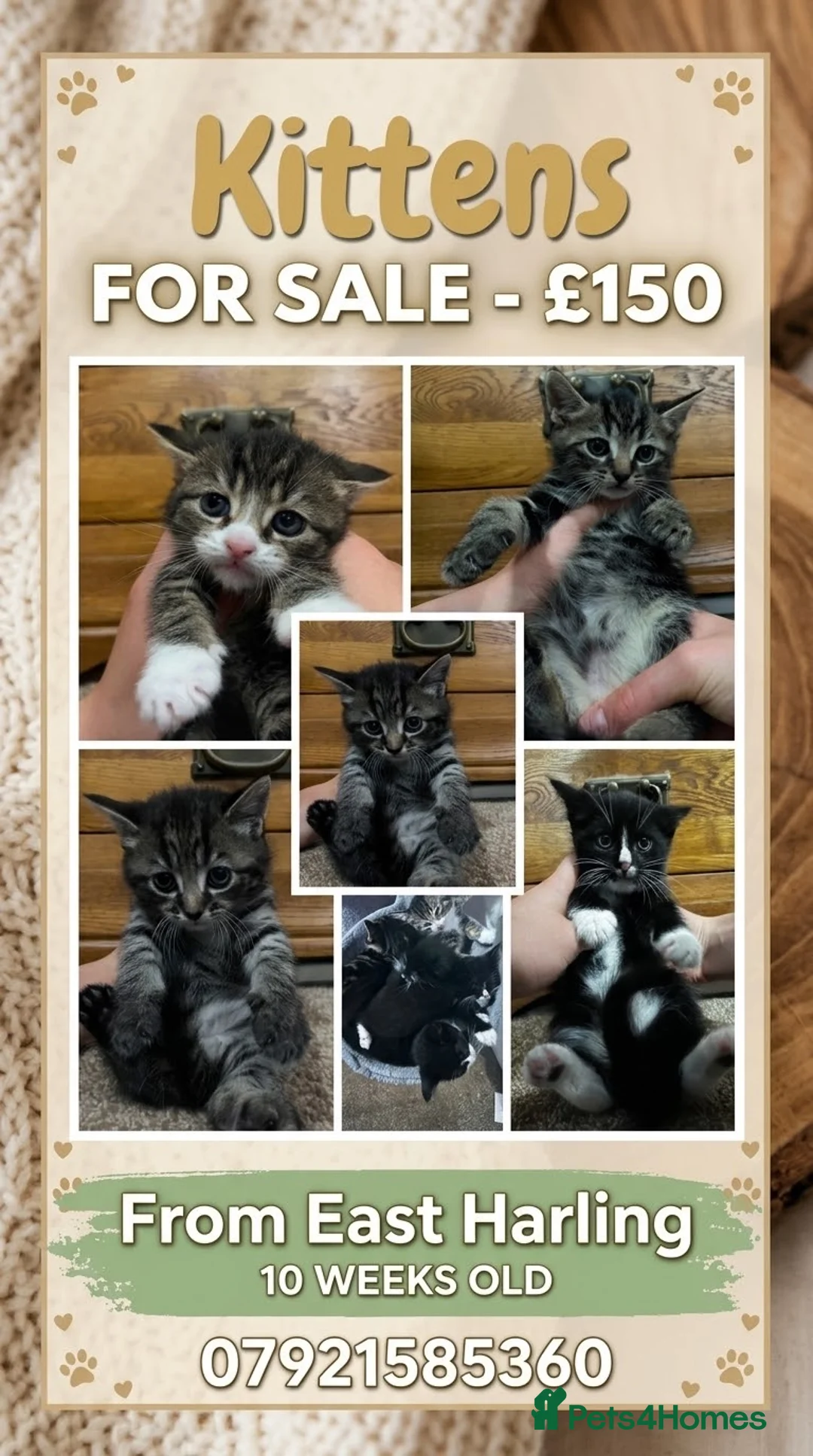 Mixed Breed cats for sale: Last ones remaining  - Advert 2