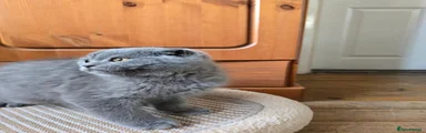 Scottish Fold 2