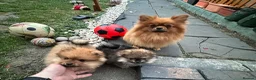 Pomeranian dogs for sale: Pomeranian puppies. - Advert 10