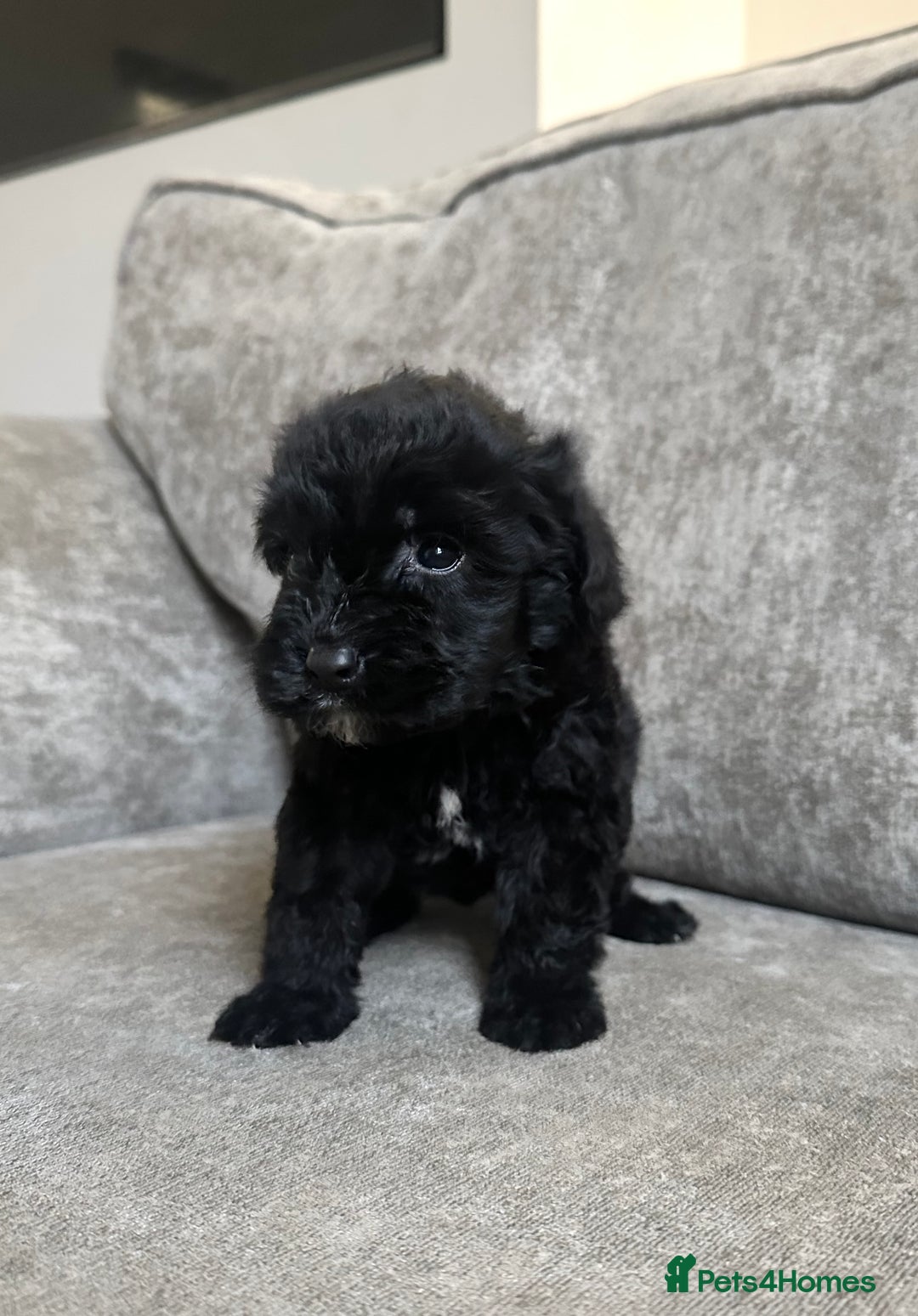 Cockapoo dogs for sale: Cockapoos looking for forever homes - Advert 30