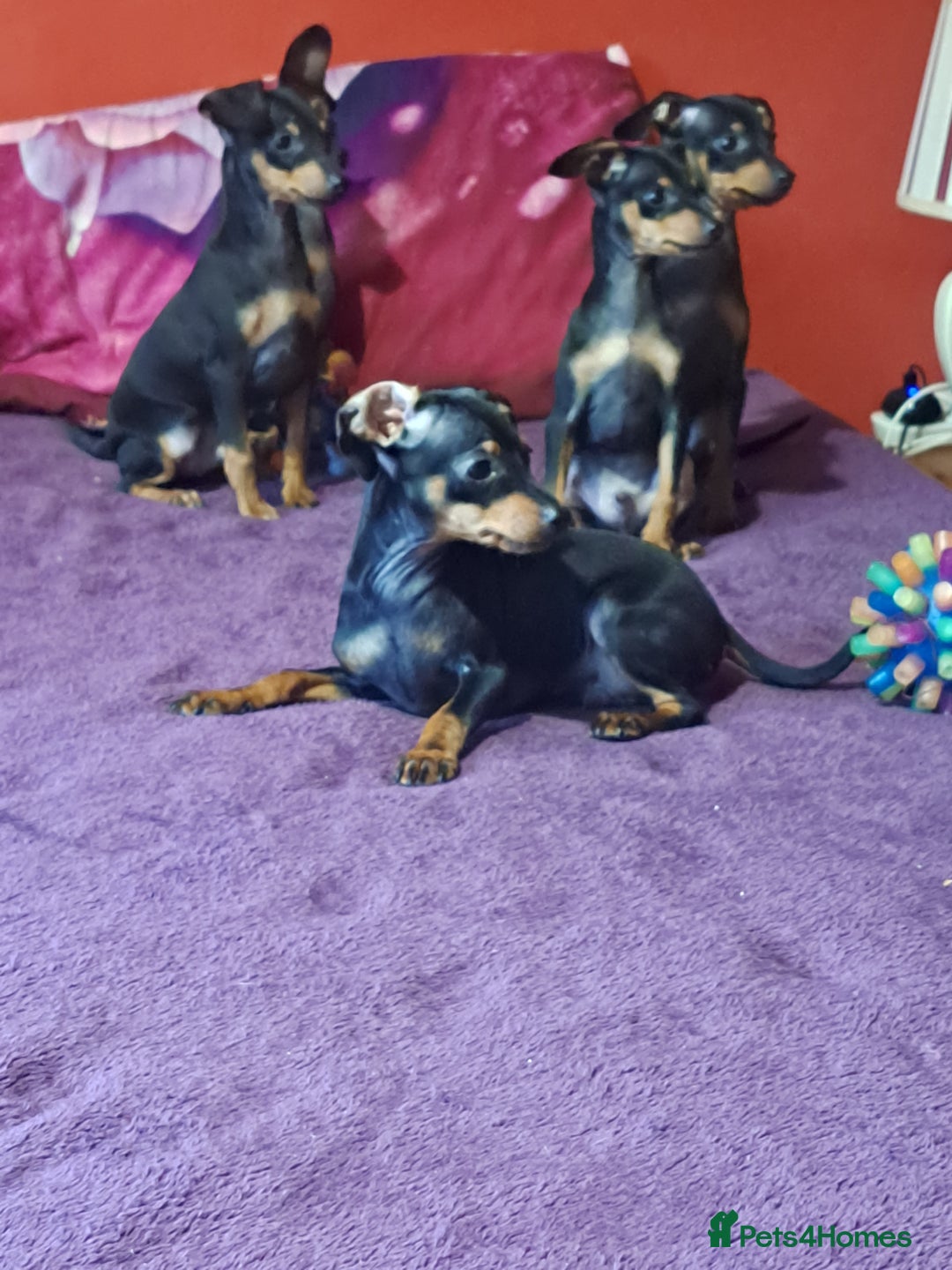 Miniature Pinscher dogs for sale: Miniature Pinscher Puppies 🐾   - Advert 21