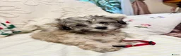 Bichon Frise dogs for sale: Bichon puppys for sale - Advert 9