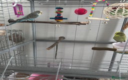 Budgerigars birds for sale: 2 Male Budgies & all accessories  - Image 4