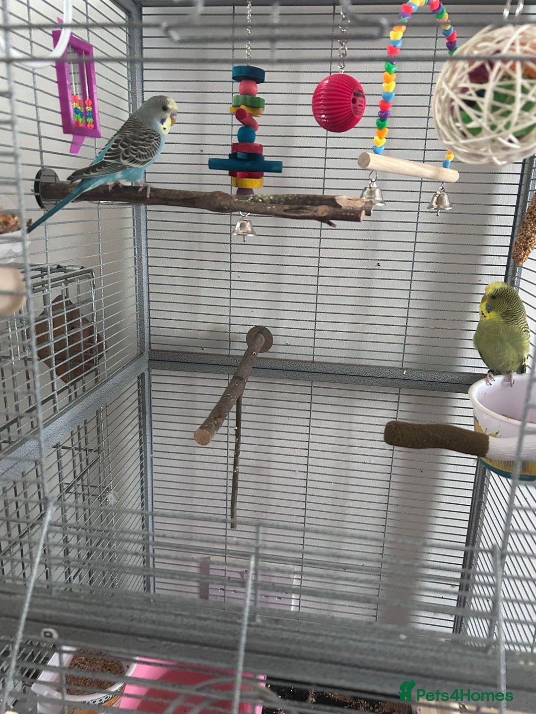 Budgerigars birds for sale: 2 Male Budgies & all accessories  - Image 4
