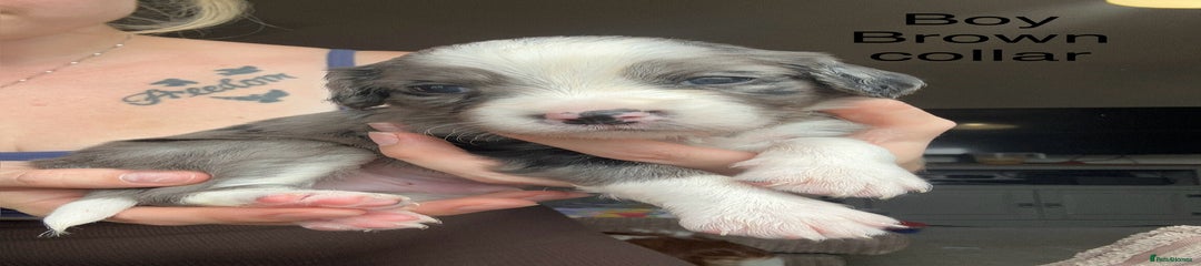 Mixed Breed Puppy 1