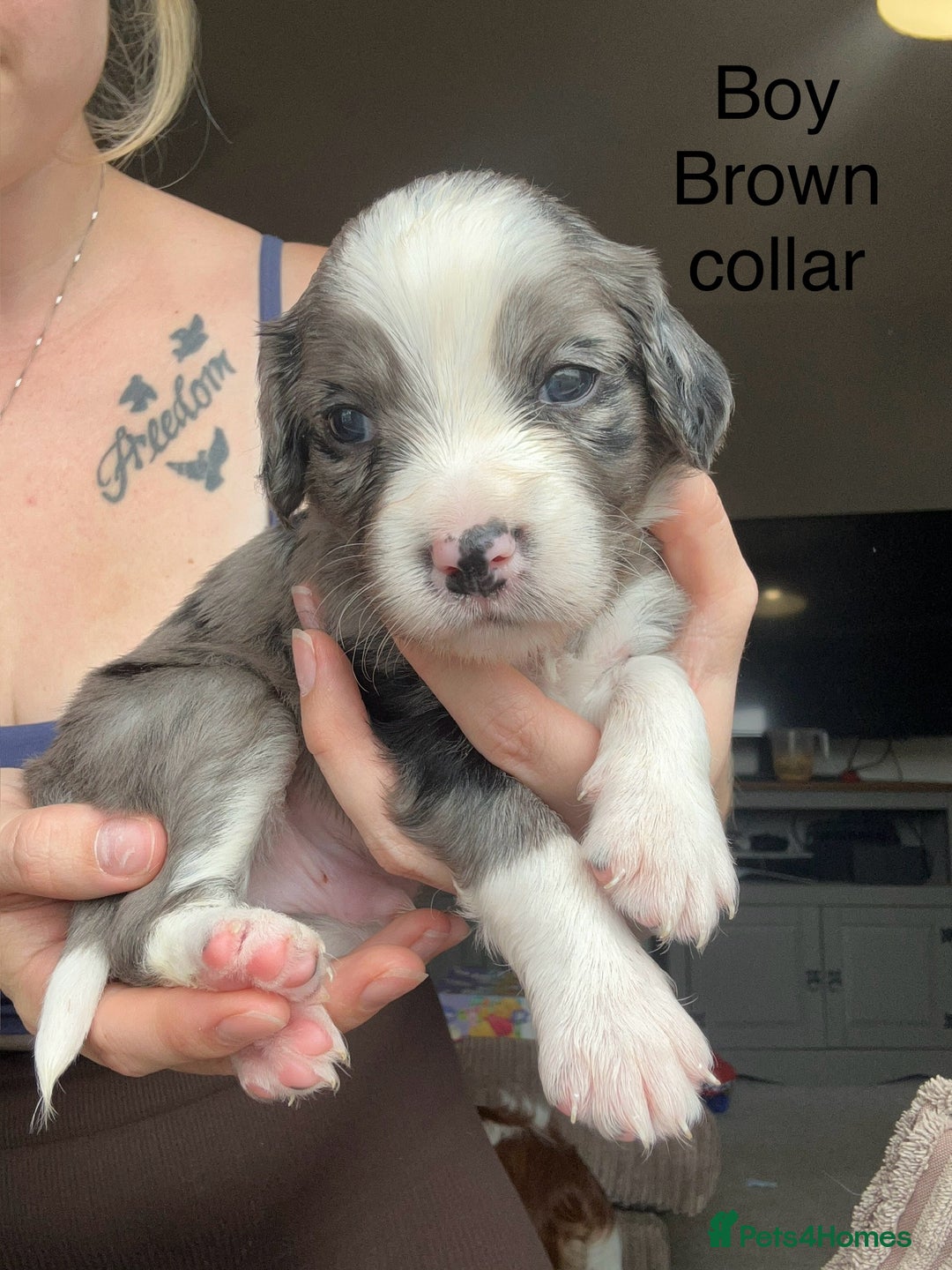 Mixed Breed dogs for sale: Borderlier - Image 8