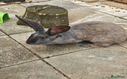 Continental Giant rabbits for sale: Female giant continental  - Image 1