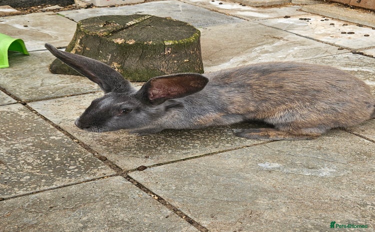 Continental Giant rabbits - Advert 1