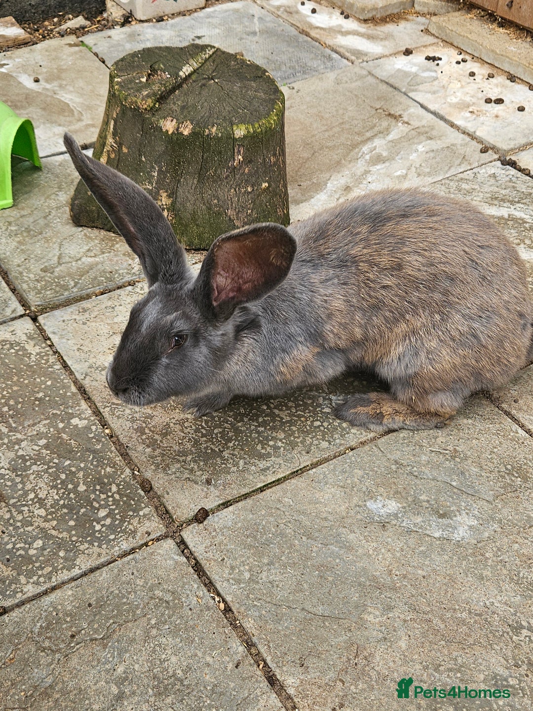 Continental Giant rabbits for sale: Female giant continental  - Image 1
