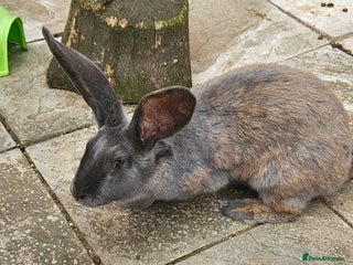 Continental Giant rabbits - Advert 35