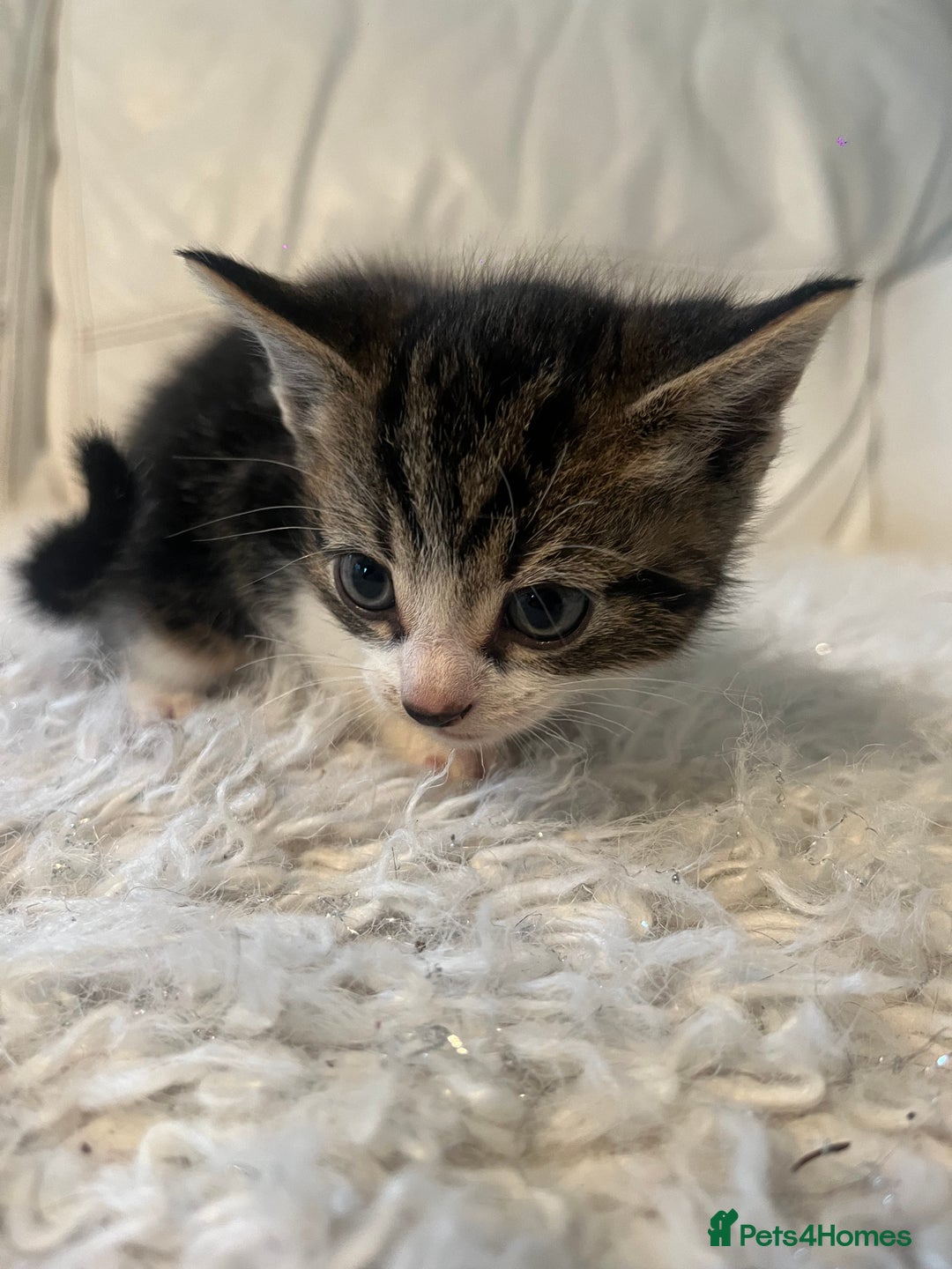 Mixed Breed cats for sale: 3 Beutiful babies  - Advert 29