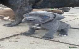 Cane Corso dogs for sale: Cane Corso puppies 9 week old 🫶❤️🫶 - Image 8