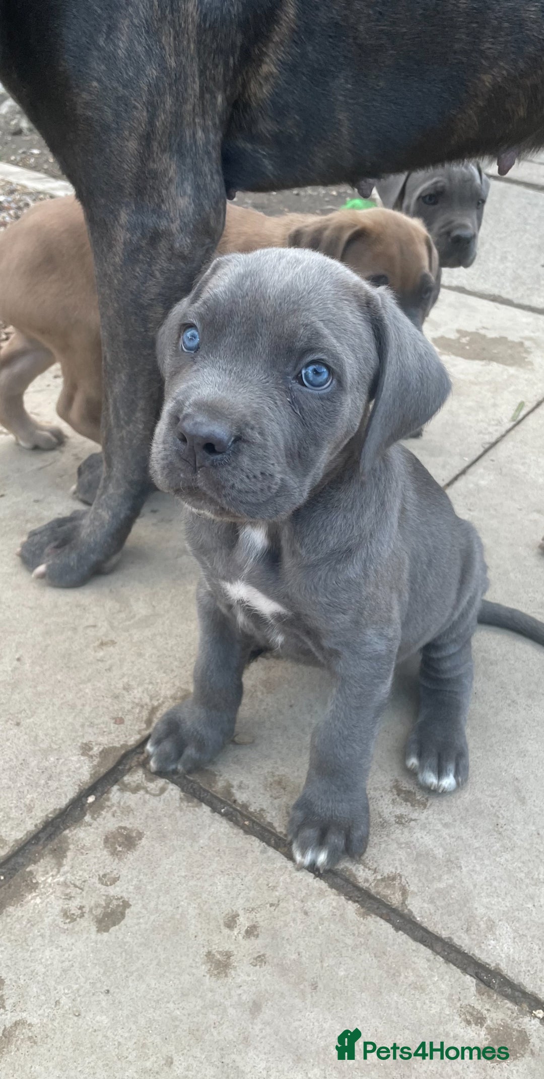 Cane Corso dogs for sale: Cane Corso puppies 9 week old 🫶❤️🫶 - Image 8