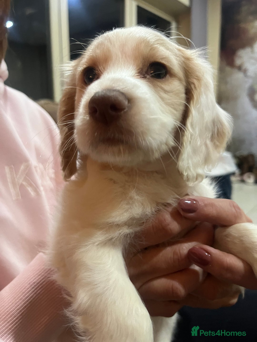 Cocker Spaniel dogs for sale: Stunning working Cocker - Advert 4