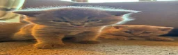 British Shorthair cats for sale: Beautiful British Shorthair Kittens  in Cambridge - Advert 11