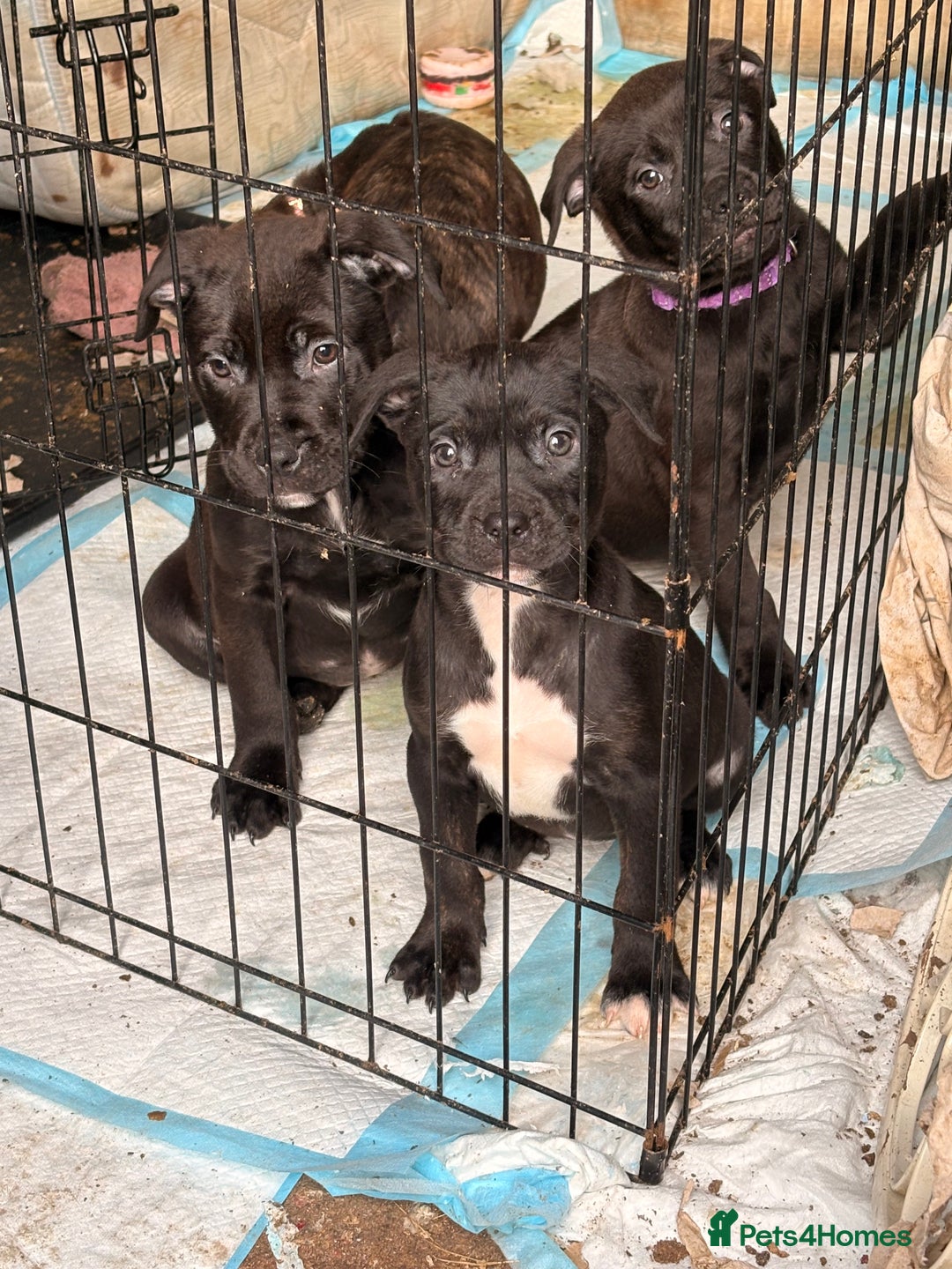 Mixed Breed dogs for sale: Amazing litter of exotic rottiebulls  - Advert 5