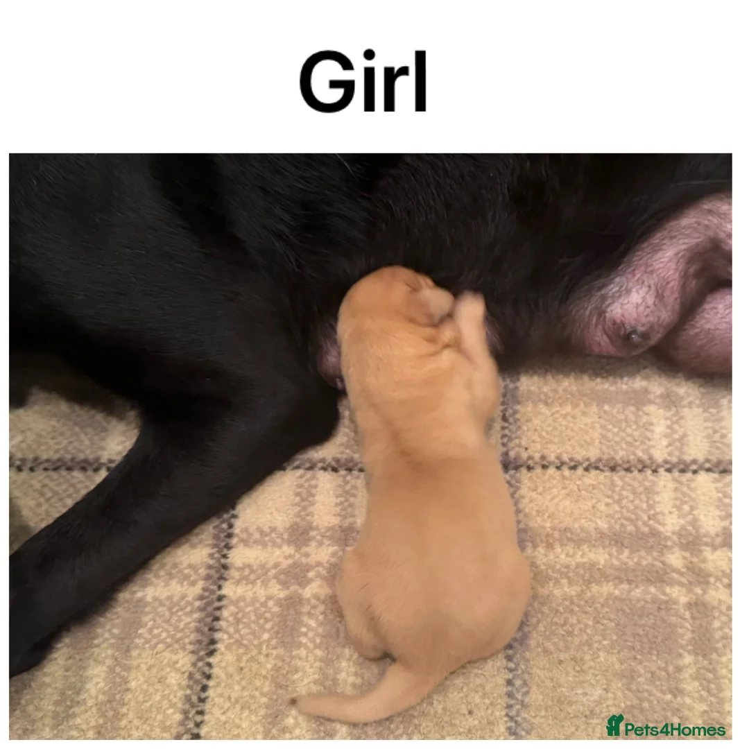 Labrador Retriever dogs for sale: Stunning KC pups, health tested&excellent lineage - Advert 7