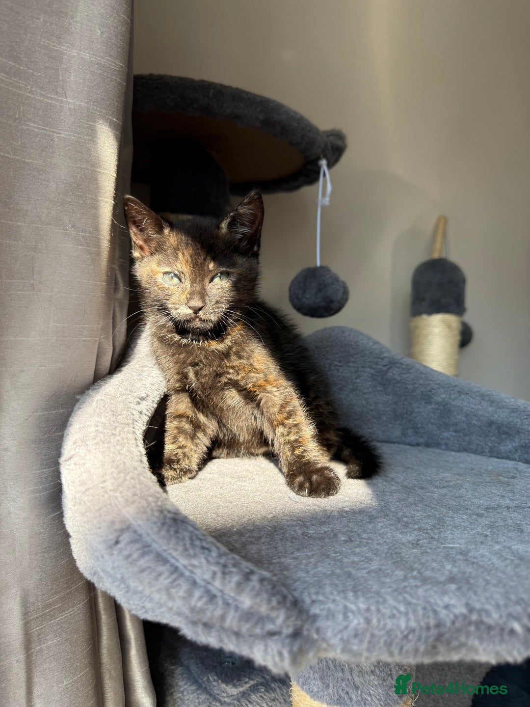 Domestic Shorthair cats for sale: tortoiseshell Kitten  - Image 9