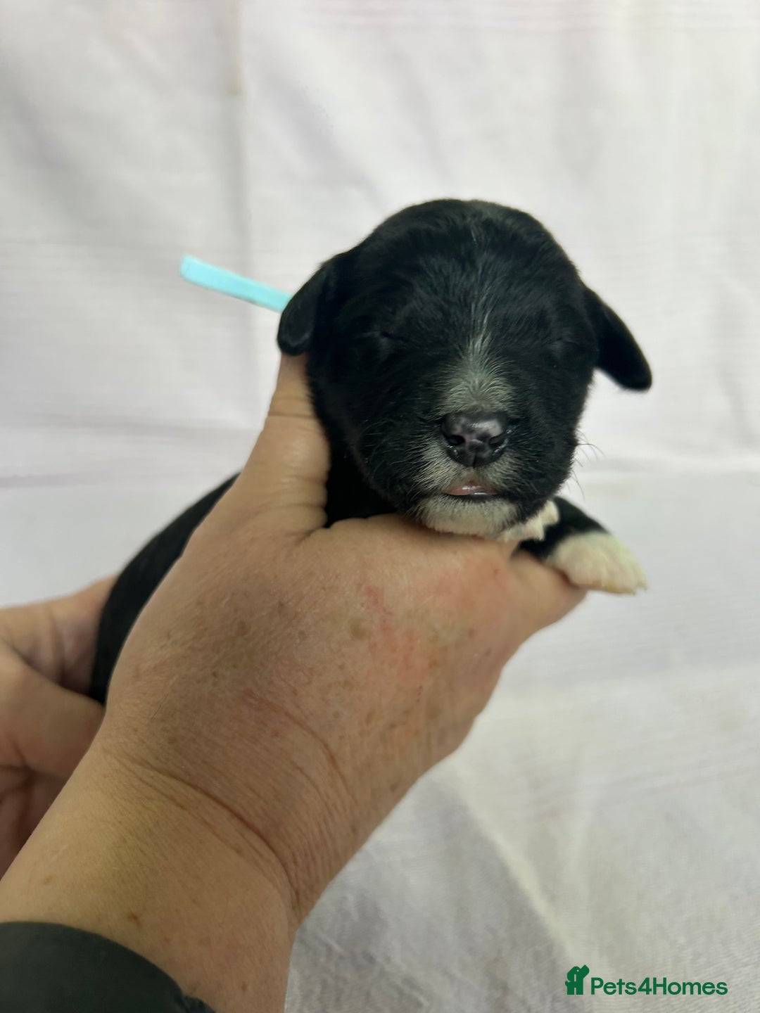Bernedoodle dogs for sale: F1 standard Bernedoodle puppies. Licensed breeder - Image 10