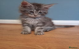 Maine Coon cats for sale: 4 boys for sale - Image 11