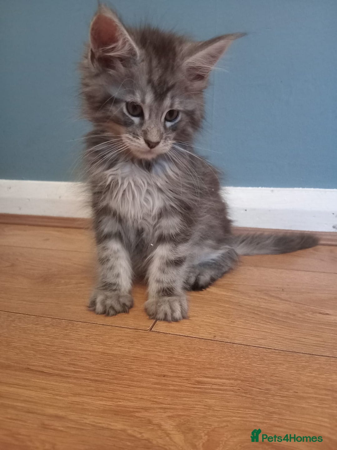 Maine Coon cats for sale: 4 boys for sale - Image 11