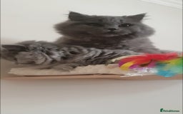 British Longhair cats for sale: Impressive Pedigree BLH Boys - Image 3