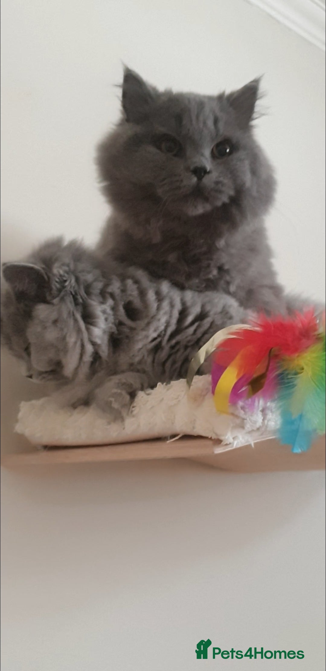 British Longhair cats for sale: Impressive Pedigree BLH Boys - Image 3