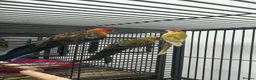 Parakeets birds for sale: Stunning Various Rosella & Pennants   - Advert 5