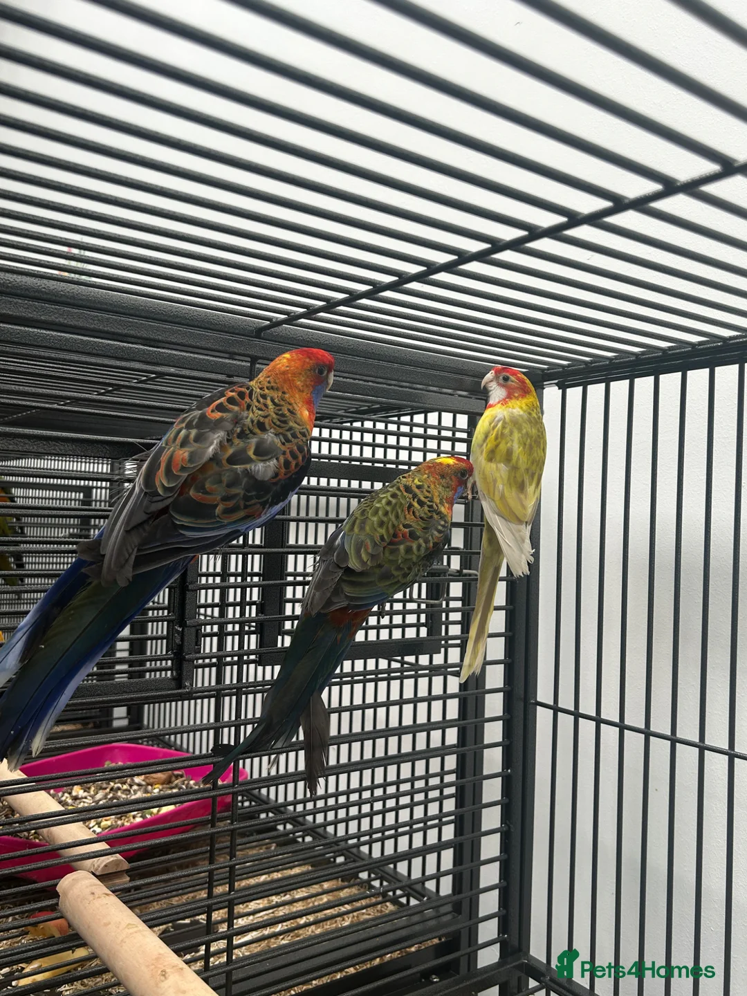 Parakeets birds for sale: Stunning Various Rosella & Pennants   - Advert 5