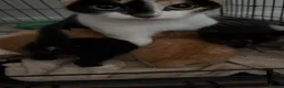 British Longhair cats for sale: Beautiful ginger and tortoiseshell kittens  - Advert 20