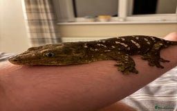 Gecko reptiles for sale: 4 Year Old Male Leachi For Sale  - Image 1