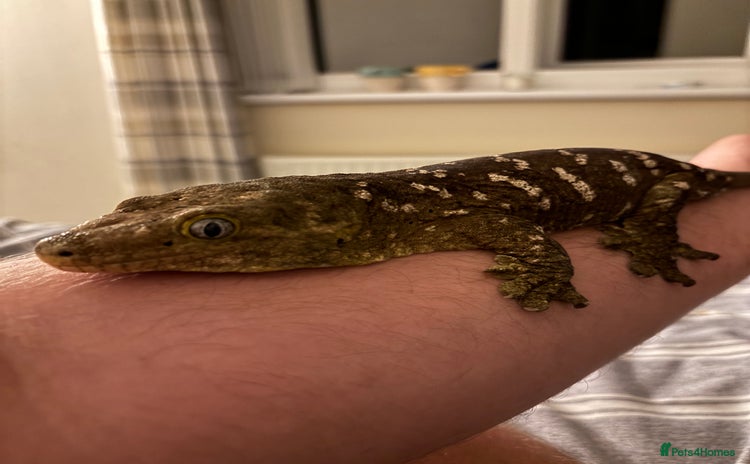 Gecko reptiles - Advert 1