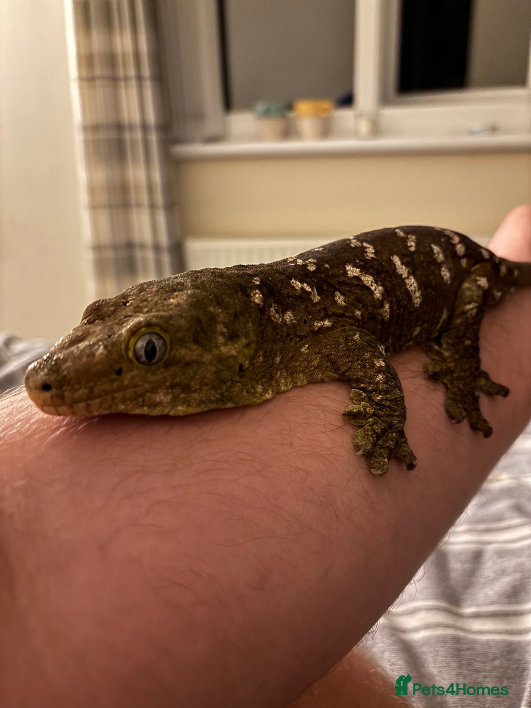 Gecko reptiles for sale: 4 Year Old Male Leachi For Sale  - Image 1