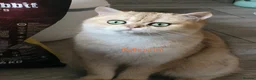 British Shorthair cats for sale: Intelligent Girl Golden British Short Hair Kitten  - Advert 7