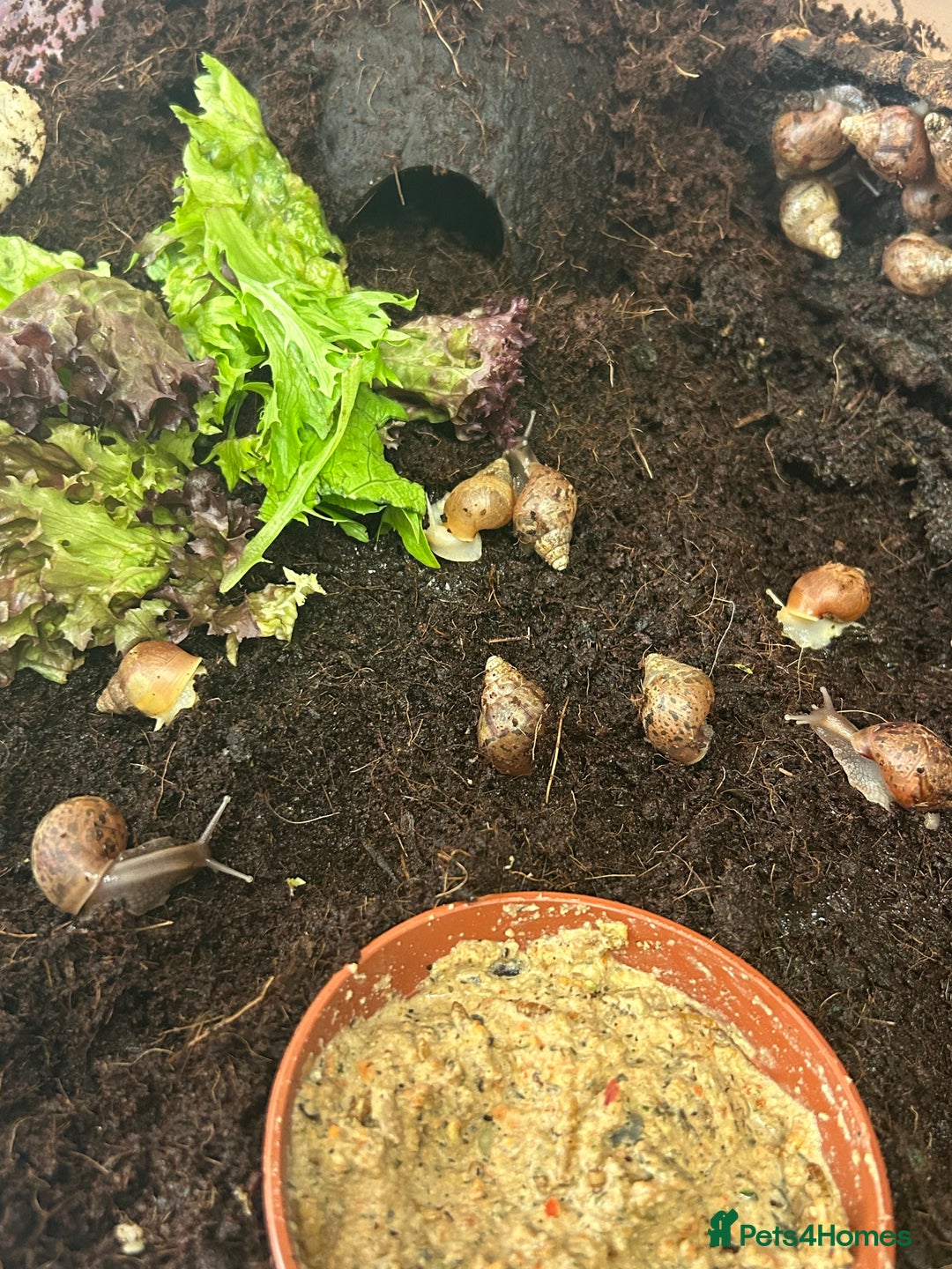Snails invertebrates for sale: 🐌 Giant African Land Snail Babies 🐌  - Image 1